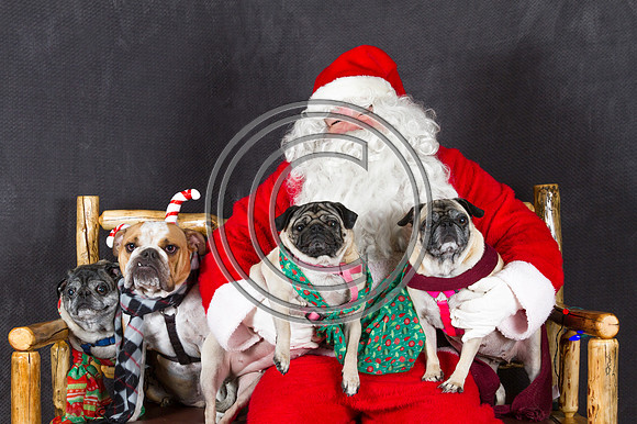Three Pugs and a Bull Dog