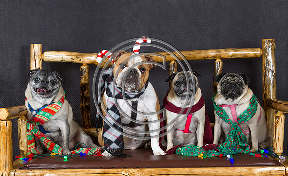 Three Pugs and a Bull Dog