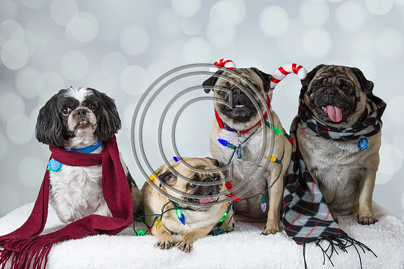Three Pugs and a Shih-Tzu