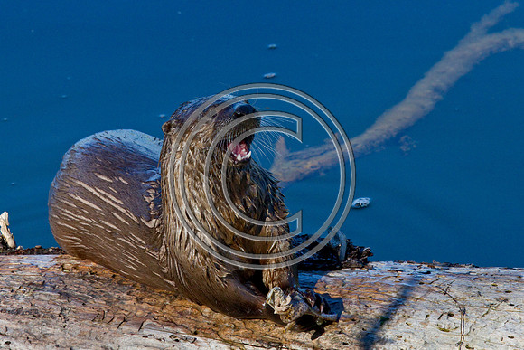 Wild River Otter Eating a Fish