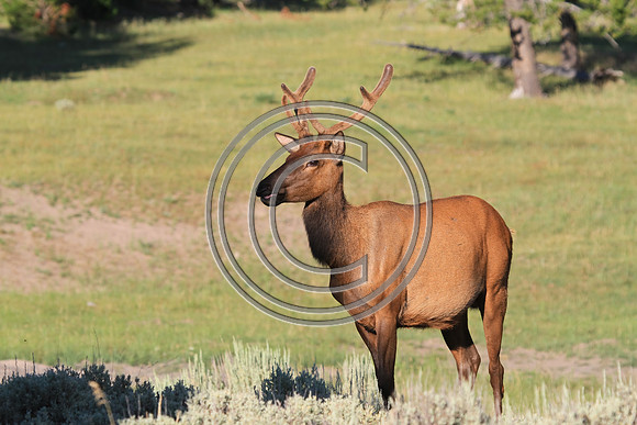 Young Wild Bull Elk in Velvet