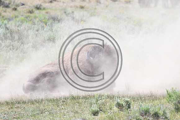 Dusty Wild Bison